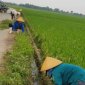 Hội nông dân xã Tây Hồ dọn vệ sinh trục đường trên các cánh đồng