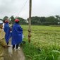 BCĐ SX xã Tây Hồ kiểm tra thiệt hại vụ Chiêm sau trận mưa lớn
