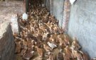 UBND xã và Hội Nông dân xã Tây hồ đã xây dựng và triển khai mô hình nuôi gà choai 