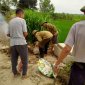 Hội Cựu chiến binh xã Tây Hồ ra quân thực hiện chiến dịch làm vệ sinh đồng ruộng